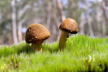 东莞大朗私人老板放款：轻松融资的秘密通道